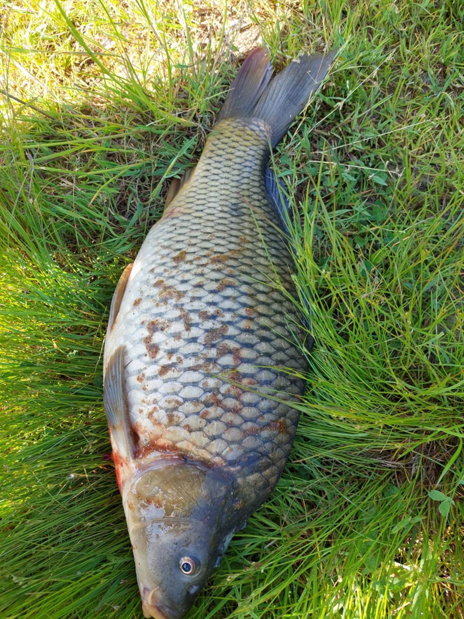 Ubytování na Lipně Černá v Pošumaví Exterior foto
